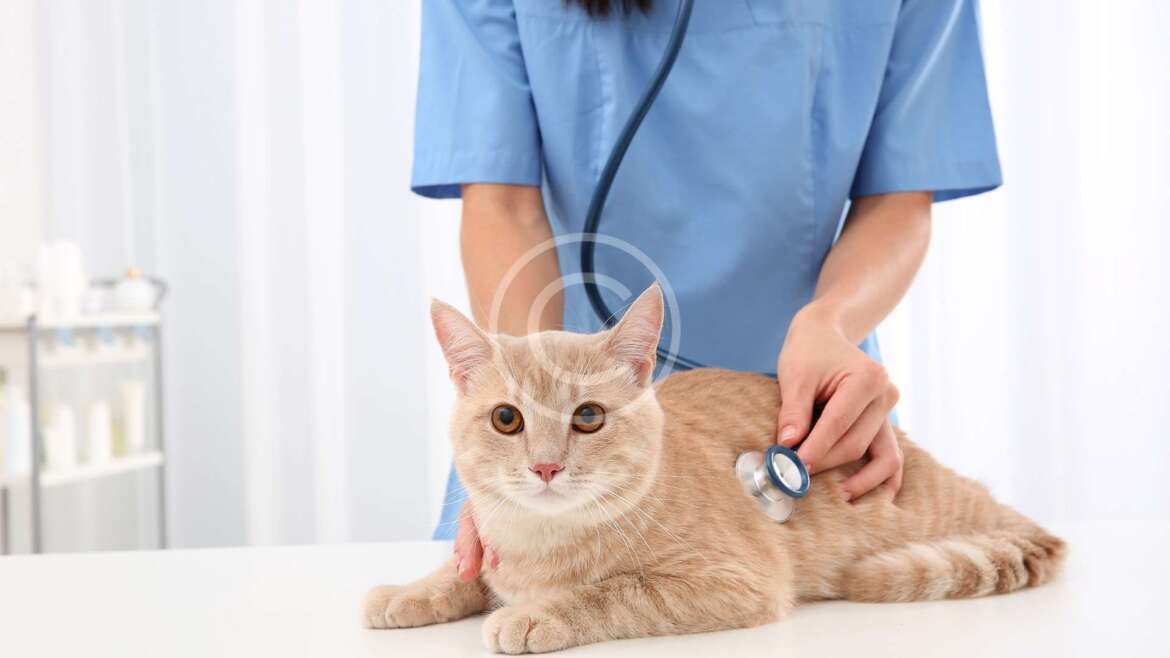 Regular Examination